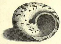 An illustration from Ricreatione dell'occhio e della mente nell'osseruation' delle Chiocciole : proposta a' curiosi delle opere della natura (1681)