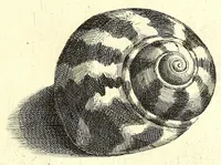 An illustration from Ricreatione dell'occhio e della mente nell'osseruation' delle Chiocciole : proposta a' curiosi delle opere della natura (1681)
