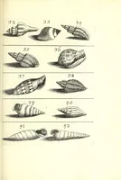 An illustration from Ricreatione dell'occhio e della mente nell'osseruation' delle Chiocciole : proposta a' curiosi delle opere della natura (1681)