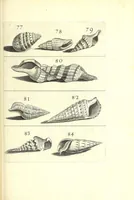 An illustration from Ricreatione dell'occhio e della mente nell'osseruation' delle Chiocciole : proposta a' curiosi delle opere della natura (1681)