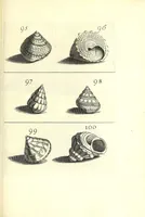 Picture 25 of 51 from Ricreatione dell'occhio e della mente nell'osseruation' delle Chiocciole : proposta a' curiosi delle opere della natura (1681), leaf 535