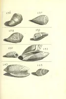An illustration from Ricreatione dell'occhio e della mente nell'osseruation' delle Chiocciole : proposta a' curiosi delle opere della natura (1681)