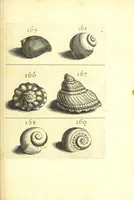 An illustration from Ricreatione dell'occhio e della mente nell'osseruation' delle Chiocciole : proposta a' curiosi delle opere della natura (1681)
