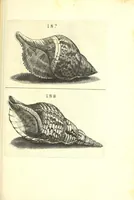 An illustration from Ricreatione dell'occhio e della mente nell'osseruation' delle Chiocciole : proposta a' curiosi delle opere della natura (1681)