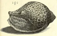 Picture 34 of 51 from Ricreatione dell'occhio e della mente nell'osseruation' delle Chiocciole : proposta a' curiosi delle opere della natura (1681), leaf 577
