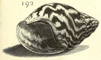 Picture 35 of 51 from Ricreatione dell'occhio e della mente nell'osseruation' delle Chiocciole : proposta a' curiosi delle opere della natura (1681), leaf 577