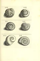 An illustration from Ricreatione dell'occhio e della mente nell'osseruation' delle Chiocciole : proposta a' curiosi delle opere della natura (1681)