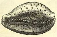 An illustration from Ricreatione dell'occhio e della mente nell'osseruation' delle Chiocciole : proposta a' curiosi delle opere della natura (1681)