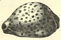 An illustration from Ricreatione dell'occhio e della mente nell'osseruation' delle Chiocciole : proposta a' curiosi delle opere della natura (1681)