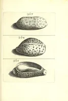 Picture 42 of 51 from Ricreatione dell'occhio e della mente nell'osseruation' delle Chiocciole : proposta a' curiosi delle opere della natura (1681), leaf 607