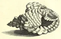 Picture 44 of 51 from Ricreatione dell'occhio e della mente nell'osseruation' delle Chiocciole : proposta a' curiosi delle opere della natura (1681), leaf 619