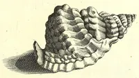 An illustration from Ricreatione dell'occhio e della mente nell'osseruation' delle Chiocciole : proposta a' curiosi delle opere della natura (1681)