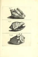 An illustration from Ricreatione dell'occhio e della mente nell'osseruation' delle Chiocciole : proposta a' curiosi delle opere della natura (1681)