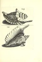 Picture 49 of 51 from Ricreatione dell'occhio e della mente nell'osseruation' delle Chiocciole : proposta a' curiosi delle opere della natura (1681), leaf 645