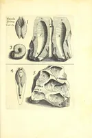 An illustration from Ricreatione dell'occhio e della mente nell'osseruation' delle Chiocciole : proposta a' curiosi delle opere della natura (1681)