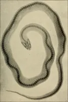 An illustration from Röntgenphotographie : Anleitung zu leicht auszuführenden Arbeiten mit statischer und galvanischer Elektrizität unter besonderer Berücksichtigung der Influenz-Elektrisiermaschine (1908)