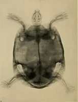 An illustration from Röntgenphotographie : Anleitung zu leicht auszuführenden Arbeiten mit statischer und galvanischer Elektrizität unter besonderer Berücksichtigung der Influenz-Elektrisiermaschine (1908)