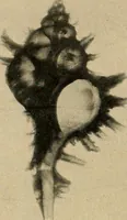 An illustration from Röntgenphotographie : Anleitung zu leicht auszuführenden Arbeiten mit statischer und galvanischer Elektrizität unter besonderer Berücksichtigung der Influenz-Elektrisiermaschine (1908)