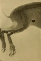An illustration from Röntgenphotographie : Anleitung zu leicht auszuführenden Arbeiten mit statischer und galvanischer Elektrizität unter besonderer Berücksichtigung der Influenz-Elektrisiermaschine (1908)