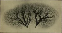 An illustration from The Röntgen rays in medical work (1899)