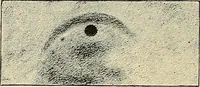 Picture 74 of 147 from The Röntgen rays in medical work (1907), leaf 187