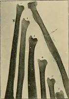 Picture 82 of 147 from The Röntgen rays in medical work (1907), leaf 210