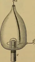 An illustration from Røntgens Straaler : en Fremstilling af de elektriske Straalefaenomener (1896)