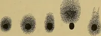 An illustration from Røntgens Straaler : en Fremstilling af de elektriske Straalefaenomener (1896)
