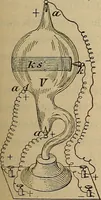 An illustration from Röntgen-Strahlen, Skotographie und Od : nach den neuesten Forschungen leichtfassliche dargestellt (1897)