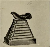 An illustration from Röntgentechniek : therapeutische beteekenis der "X" -stralen en der stoomen van hooge fréquentie (1904)
