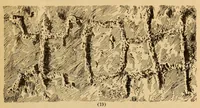 An illustration from Rock carvings of Hawaii; some possible traces of pre-historic Hawaiians (1904)
