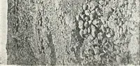 An illustration from The rock tombs of El Amarna (1903)