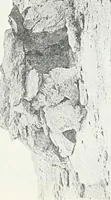 An illustration from The rock tombs of El Amarna (1903)