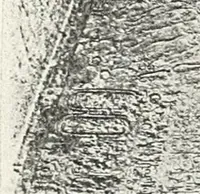 An illustration from The rock tombs of El Amarna (1903)