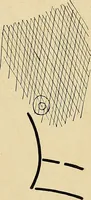 An illustration from The Roentgen rays in medicine and surgery as an aid in diagnosis and as a therapeutic agent : designed for the use of practitioners and students (1901)