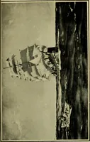 An illustration from The romance of the ship; the story of her origin and evolution (1911)