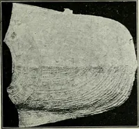 An illustration from Roman cities in Italy and Dalmatia (1910)