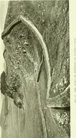 Picture 38 of 121 from Romano-British buildings and earthworks (1911), leaf 146