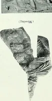 An illustration from Roman sculpture from Augustus to Constantine (1907)