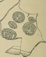 An illustration from Roma Sotterranea; or, Some account of the Roman catacombs especially of the cemetery of San Callisto, compiled from the works of Commendatore de Rossi with the consent of the author (1869)