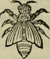 An illustration from Roma vetus ac recens vtriusque aedificiis ad eruditam cognitionem expositis (1639)