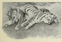 An illustration from Roosevelt in Africa : graphic account of the world's most renowned hunter in the wilds of Africa, his unerring aim and wonderful ability as a hunter, encounters with lions, tigers, elephants and other wild beasts of the jungle : containing also a complete history and study of wild animals of the world, their appearance, habits, traits of character and every detail of their wild life, with thrilling and exciting experiences of hunters of big game in all parts of the globe, including mortal combats between ferocious wild animals, dangerous and daring exploits, and hair-breadth escapes (1909)