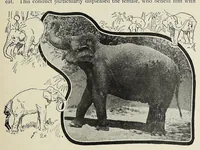 An illustration from Roosevelt in Africa : graphic account of the world's most renowned hunter in the wilds of Africa, his unerring aim and wonderful ability as a hunter, encounters with lions, tigers, elephants and other wild beasts of the jungle : containing also a complete history and study of wild animals of the world, their appearance, habits, traits of character and every detail of their wild life, with thrilling and exciting experiences of hunters of big game in all parts of the globe, including mortal combats between ferocious wild animals, dangerous and daring exploits, and hair-breadth escapes (1909)