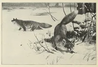 An illustration from Roosevelt in Africa : graphic account of the world's most renowned hunter in the wilds of Africa, his unerring aim and wonderful ability as a hunter, encounters with lions, tigers, elephants and other wild beasts of the jungle : containing also a complete history and study of wild animals of the world, their appearance, habits, traits of character and every detail of their wild life, with thrilling and exciting experiences of hunters of big game in all parts of the globe, including mortal combats between ferocious wild animals, dangerous and daring exploits, and hair-breadth escapes (1909)
