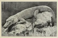An illustration from Roosevelt in Africa : graphic account of the world's most renowned hunter in the wilds of Africa, his unerring aim and wonderful ability as a hunter, encounters with lions, tigers, elephants and other wild beasts of the jungle : containing also a complete history and study of wild animals of the world, their appearance, habits, traits of character and every detail of their wild life, with thrilling and exciting experiences of hunters of big game in all parts of the globe, including mortal combats between ferocious wild animals, dangerous and daring exploits, and hair-breadth escapes (1909)