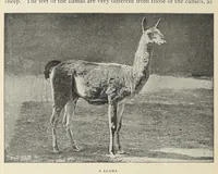 An illustration from Roosevelt in Africa : graphic account of the world's most renowned hunter in the wilds of Africa, his unerring aim and wonderful ability as a hunter, encounters with lions, tigers, elephants and other wild beasts of the jungle : containing also a complete history and study of wild animals of the world, their appearance, habits, traits of character and every detail of their wild life, with thrilling and exciting experiences of hunters of big game in all parts of the globe, including mortal combats between ferocious wild animals, dangerous and daring exploits, and hair-breadth escapes (1909)
