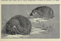 An illustration from Roosevelt in Africa : graphic account of the world's most renowned hunter in the wilds of Africa, his unerring aim and wonderful ability as a hunter, encounters with lions, tigers, elephants and other wild beasts of the jungle : containing also a complete history and study of wild animals of the world, their appearance, habits, traits of character and every detail of their wild life, with thrilling and exciting experiences of hunters of big game in all parts of the globe, including mortal combats between ferocious wild animals, dangerous and daring exploits, and hair-breadth escapes (1909)