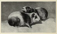 An illustration from Roosevelt in Africa : graphic account of the world's most renowned hunter in the wilds of Africa, his unerring aim and wonderful ability as a hunter, encounters with lions, tigers, elephants and other wild beasts of the jungle : containing also a complete history and study of wild animals of the world, their appearance, habits, traits of character and every detail of their wild life, with thrilling and exciting experiences of hunters of big game in all parts of the globe, including mortal combats between ferocious wild animals, dangerous and daring exploits, and hair-breadth escapes (1909)