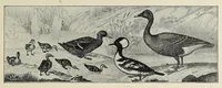 An illustration from Roosevelt in Africa : graphic account of the world's most renowned hunter in the wilds of Africa, his unerring aim and wonderful ability as a hunter, encounters with lions, tigers, elephants and other wild beasts of the jungle : containing also a complete history and study of wild animals of the world, their appearance, habits, traits of character and every detail of their wild life, with thrilling and exciting experiences of hunters of big game in all parts of the globe, including mortal combats between ferocious wild animals, dangerous and daring exploits, and hair-breadth escapes (1909)