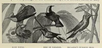 An illustration from Roosevelt in Africa : graphic account of the world's most renowned hunter in the wilds of Africa, his unerring aim and wonderful ability as a hunter, encounters with lions, tigers, elephants and other wild beasts of the jungle : containing also a complete history and study of wild animals of the world, their appearance, habits, traits of character and every detail of their wild life, with thrilling and exciting experiences of hunters of big game in all parts of the globe, including mortal combats between ferocious wild animals, dangerous and daring exploits, and hair-breadth escapes (1909)
